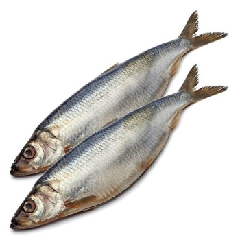 Сельдь атлантическая охл в солевой заливке 1кг