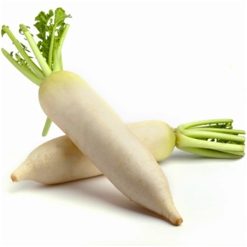 Дайкон